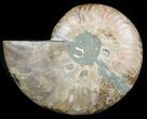 Agatized Ammonite Fossil (Half) #45519-1